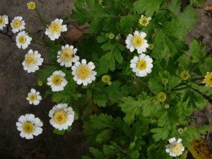 ромашки ромашки