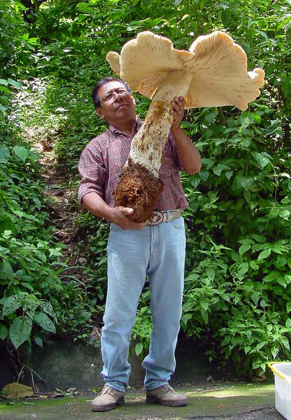 http://dorohoff.com.ua/wp-content/uploads/2009/11/mushrooms.jpg