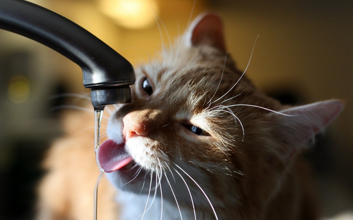 кот похмелье пьёт воду